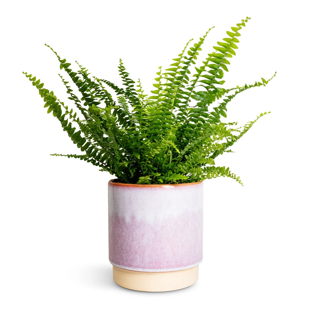 Copenhagen Plant Pot - Pink 5 Copenhagen Plant Pot - Pink - Image 5