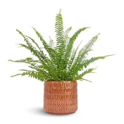 Nephrolepis Exaltata Bostoniensis - Boston Fern 26 Nephrolepis Exaltata Bostoniensis - Boston Fern -Hortology Shop Nephrolepis exaltata Bostoniensis Boston Fern 12x30cm Flor Plant Pot Orange 17x15cm