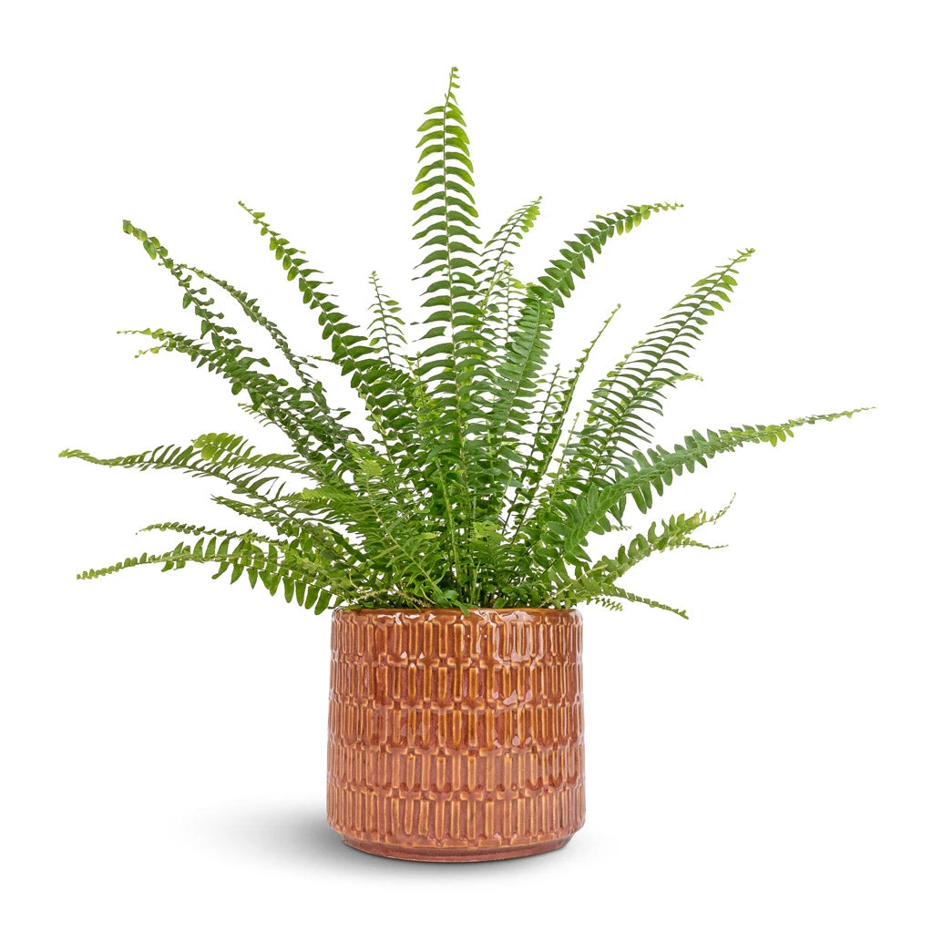 Nephrolepis Exaltata Bostoniensis - Boston Fern 7 Nephrolepis Exaltata Bostoniensis - Boston Fern - Image 7