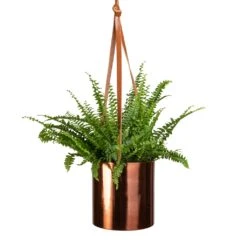Nephrolepis Exaltata Bostoniensis - Boston Fern 33 Nephrolepis Exaltata Bostoniensis - Boston Fern -Hortology Shop Nephrolepis exaltata Bostoniensis Boston Fern 12x30cm Floro Hanging Plant Pot Copper 15x15cm 094f911e fd2a 4f09 865b c99959fc1f2f