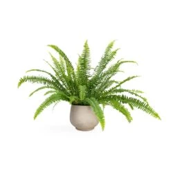 Nephrolepis Exaltata Bostoniensis - Boston Fern 25 Nephrolepis Exaltata Bostoniensis - Boston Fern -Hortology Shop Nephrolepis exaltata Bostoniensis Boston Fern 12x30cm Mini Pixie Plant Pot Grey Washed 18x15cm