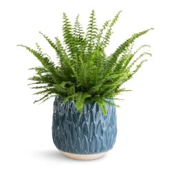 Nephrolepis Exaltata Bostoniensis - Boston Fern 35 Nephrolepis Exaltata Bostoniensis - Boston Fern -Hortology Shop Nephrolepis exaltata Bostoniensis Boston Fern 17x40cm Arles Leaf Plant Pot Teal 20x20cm
