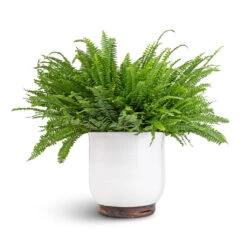 Nephrolepis Exaltata Bostoniensis - Boston Fern 30 Nephrolepis Exaltata Bostoniensis - Boston Fern -Hortology Shop Nephrolepis exaltata Bostoniensis Boston Fern 19x50cm Jayla Plant Pot White 27x25cm