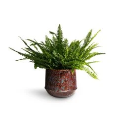 Nephrolepis Exaltata Bostoniensis - Boston Fern 38 Nephrolepis Exaltata Bostoniensis - Boston Fern -Hortology Shop Nephrolepis exaltata Bostoniensis Boston Fern 19x50cm Noud Plant Pot Marrakesh 26x22cm