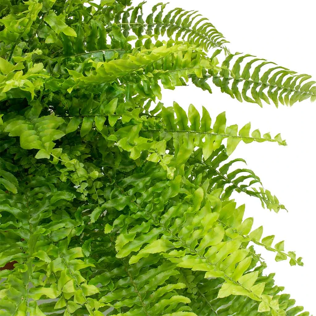 Nephrolepis Exaltata Bostoniensis - Boston Fern 2 Nephrolepis Exaltata Bostoniensis - Boston Fern - Image 2