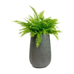 Patt High Plant Vase - Ridged Dark Grey 25 Patt High Plant Vase - Ridged Dark Grey -Hortology Shop Nephrolepis exaltata Bostoniensis Boston Fern Patt High Plant Vase Ridged Dark Grey 72426f50 1d8d 409c b712 c400f9c87047