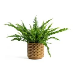 Nephrolepis Exaltata Bostoniensis - Boston Fern 36 Nephrolepis Exaltata Bostoniensis - Boston Fern -Hortology Shop Nephrolepis exaltata Bostoniensis Boston Fern Thies Plant Pot Mustard 5c4d2b0b 1611 4b4a a1fd b010cc00fc77