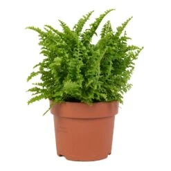 Nephrolepis Exaltata Vitale - Compact Sword Fern -Hortology Shop Nephrolepis exaltata Vitale Compact Sword Fern 12x20cm