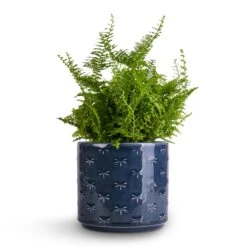 Nephrolepis Exaltata Vitale - Compact Sword Fern -Hortology Shop Nephrolepis exaltata Vitale Compact Sword Fern 12x20cm Arley Plant Pot Blue Dragonfly 12.5x13.5cm e931d401 99e1 4b72 94c8 e21549adb5df