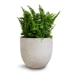 Nephrolepis Exaltata Vitale - Compact Sword Fern -Hortology Shop Nephrolepis exaltata Vitale Compact Sword Fern 12x20cm Cas Plant Pot Cool Grey 15x13cm