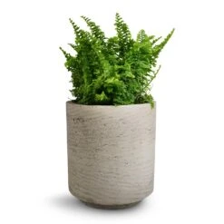 Nephrolepis Exaltata Vitale - Compact Sword Fern -Hortology Shop Nephrolepis exaltata Vitale Compact Sword Fern 12x20cm Suzi Plant Pot Grey Washed 15x16.5cm 1749e6f4 d810 474a 9a66 55a4713df40b