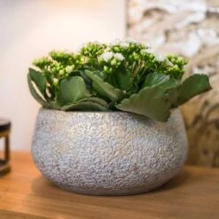Noor Plant Bowl - Metallic Grey -Hortology Shop Noor Plant Bowl Metallic Grey 2
