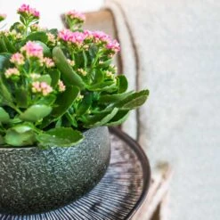 Noor Plant Bowl - Velvet Green -Hortology Shop Noor Plant Bowl Velvet Green 1