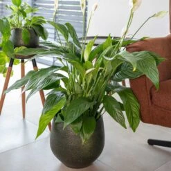 Noor Plant Pot - Velvet Green -Hortology Shop Noor Plant Pot Velvet Green 2