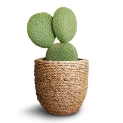 Cody Plant Pot - Straw Grass -Hortology Shop Opuntia microdasys Bunny Ear Cactus 10.5x15cm Cody Plant Pot Straw Grass 3b3d646c 600a 49ac b3eb b6630979e44a