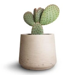 Patt Plant Pot - Grey Washed -Hortology Shop Opuntia microdasys Bunny Ear Cactus 10.5x15cm Patt Plant Pot Grey Washed 7eacf662 3b29 429b b6f4 1321dbae0f22
