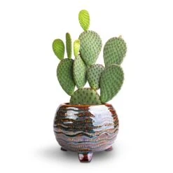 Dewi Plant Pot - Marrakesh -Hortology Shop Opuntia microdasys Bunny Ear Cactus 12x20cm Dewi Plant Pot Marrakesh 18x14cm a680b3c4 dfe2 432e a6b1 4b79dce90d18