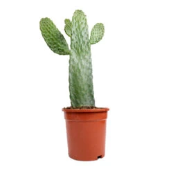 Opuntia Rubescens Consolea - Road Kill Cactus -Hortology Shop Opuntia rubescens Consolea Road Kill Cactus 17x35cm