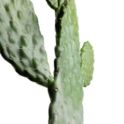 Opuntia Rubescens Consolea - Road Kill Cactus -Hortology Shop Opuntia rubescens Consolea Road Kill Cactus SWATCH