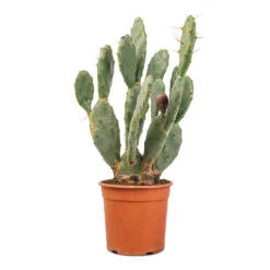 Opuntia Vulgaris - Prickly Pear Cactus -Hortology Shop Opuntia vulgaris Prickly Pear Cactus 17x50cm