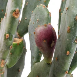 Opuntia Vulgaris - Prickly Pear Cactus -Hortology Shop Opuntia vulgaris Prickly Pear Cactus SWATCH 3