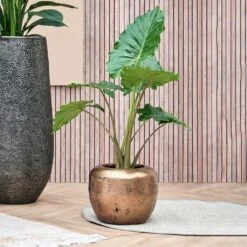 Opus Raw Couple Planter - Gold -Hortology Shop Opus Raw Couple Planter Gold