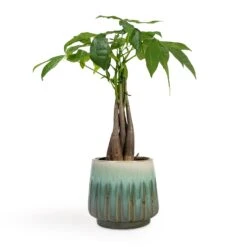 Pachira Aquatica - Money Tree -Hortology Shop Pachira aquatica Money Tree 12x35cm Alice Plant Pot Ocean 15x14cm