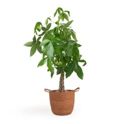 Pachira Aquatica - Money Tree -Hortology Shop Pachira aquatica Money Tree 12x35cm Nelis Plant Basket Camel 28x27cm