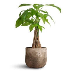 Pachira Aquatica - Money Tree -Hortology Shop Pachira aquatica Money Tree 12x40cm Albero Plant Pot Cement 16x14cm 969eb05f c41d 4339 aa79 758a071afd3e
