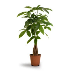 Pachira Aquatica - Money Tree -Hortology Shop Pachira aquatica Money Tree 14x50cm