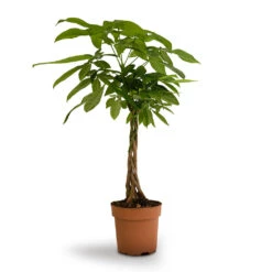 Pachira Aquatica - Money Tree -Hortology Shop Pachira aquatica Money Tree 17x60cm