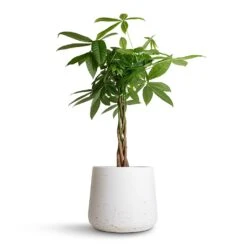 Pachira Aquatica - Money Tree -Hortology Shop Pachira aquatica Money Tree 17x70cm Patt Plant Pot White Washed 23x20cm