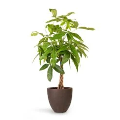 Pachira Aquatica - Money Tree -Hortology Shop Pachira aquatica Money Tree 23x105cm Grigio Egg Pot Planter Rusty Iron Concrete 32x29cm c9bcb781 cedc 45c1 8ee8 f4094fca2f2a