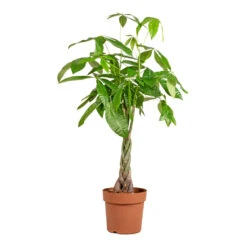 Pachira Aquatica - Money Tree -Hortology Shop Pachira aquatica Money Tree 24x135cm