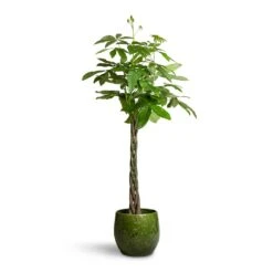 Pachira Aquatica - Money Tree -Hortology Shop Pachira aquatica Money Tree 24x140cm Aimee Plant Pot Pear 38x34cm 2