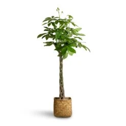 Pachira Aquatica - Money Tree -Hortology Shop Pachira aquatica Money Tree 24x140cm Kobe Bamboo Planter 30x30x31cm