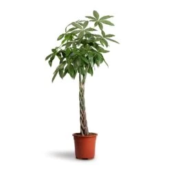Pachira Aquatica - Money Tree -Hortology Shop Pachira aquatica Money Tree 27x140cm