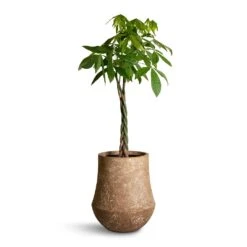 Pachira Aquatica - Money Tree -Hortology Shop Pachira aquatica Money Tree 27x140cm Polystone Coated Darcy Planter Rock 47x56.5cm