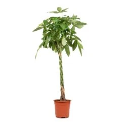 Pachira Aquatica - Money Tree -Hortology Shop Pachira aquatica Money Tree 27x150cm