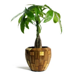 Pachira Aquatica - Money Tree -Hortology Shop Pachira aquatica Money Tree Facets Couple Planter Jenga 2d29d23e d6e1 4afe 8f53 0492c93dabad