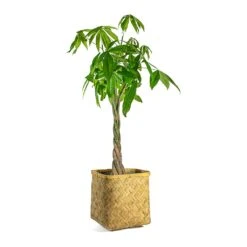 Kobe Bamboo Planter 29 Kobe Bamboo Planter -Hortology Shop Pachira aquatica Money Tree Kobe Bamboo Planter plant pot 782d6ef9 8bb1 4ad4 b6ea fe0f9f066e7e