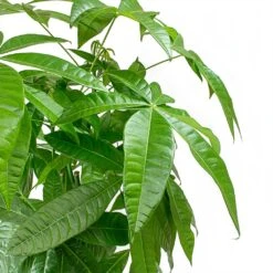 Pachira Aquatica - HydroCare -Hortology Shop Pachira aquatica Money Tree Leaves 2536bafe 3989 4697 8c6a 8097cac72c2c