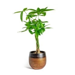 Mya Plant Pot - Shiny Mocha 34 Mya Plant Pot - Shiny Mocha -Hortology Shop Pachira aquatica Money Tree Mya Plant Pot Shiny Mocha 22cm 7d008464 9f12 4a6f 98c1 982db41f812e
