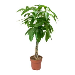 Pachira Aquatica - Money Tree -Hortology Shop Pachira aquatica Money Tree 4335a591 4965 410a bb32 6aeca40c6190
