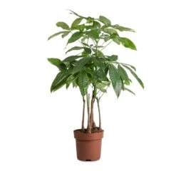 Pachira Aquatica - Multi Stem - Money Tree -Hortology Shop Pachira aquatica MultI Stem Money Tree 17x65cm 2