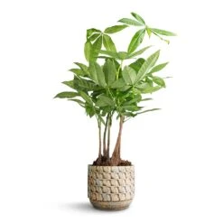 Pachira Aquatica - Multi Stem - Money Tree -Hortology Shop Pachira aquatica Multi Stem Money Tree 17x65cm Jim Plant Pot Shell 19x16cm 5eba2cb7 6254 43ff b696 fa60b4b2b090