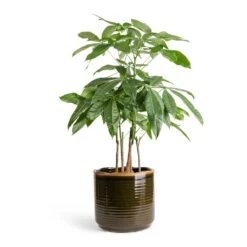 Pachira Aquatica - Multi Stem - Money Tree -Hortology Shop Pachira aquatica Multi Stem Money Tree 17x65cm Jordy Plant Pot Forest Green 23x21cm