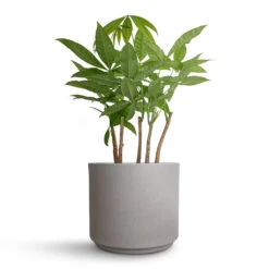 Pachira Aquatica - Multi Stem - Money Tree -Hortology Shop Pachira aquatica Multi Stem Money Tree 17x65cm Leon Plant Pot Cement 22x19.5cm cd28d002 51ad 413d aa8b b9e286f204cd