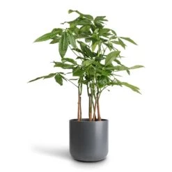 Pachira Aquatica - Multi Stem - Money Tree -Hortology Shop Pachira aquatica Multi Stem Money Tree 17x65cm Lisbon Plant Pot Charcoal 21x21cm