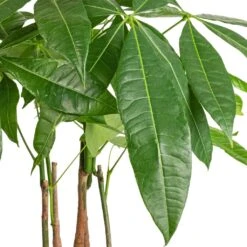Pachira Aquatica - Multi Stem - Money Tree -Hortology Shop Pachira aquatica Multi Stem Money Tree 17x65cm SWATCH 3